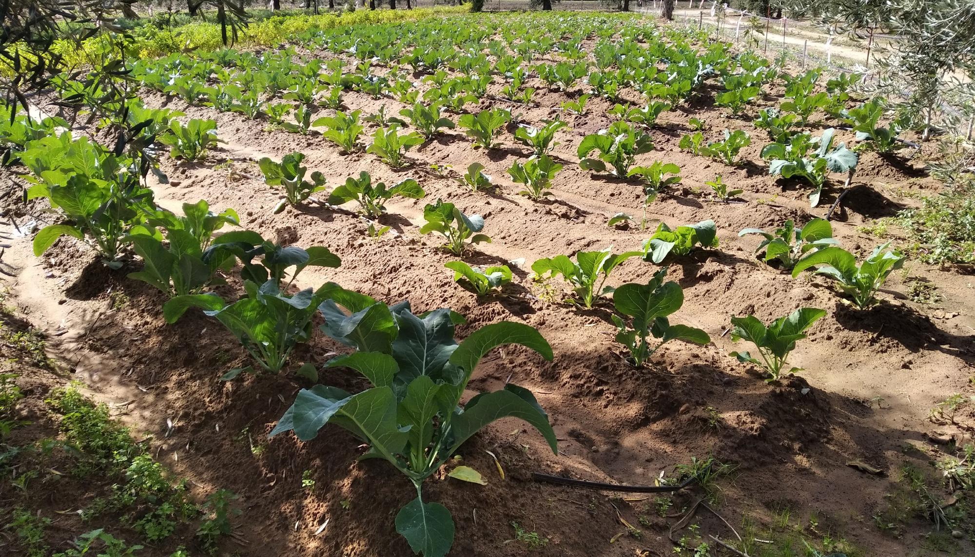 Agroecología imagen